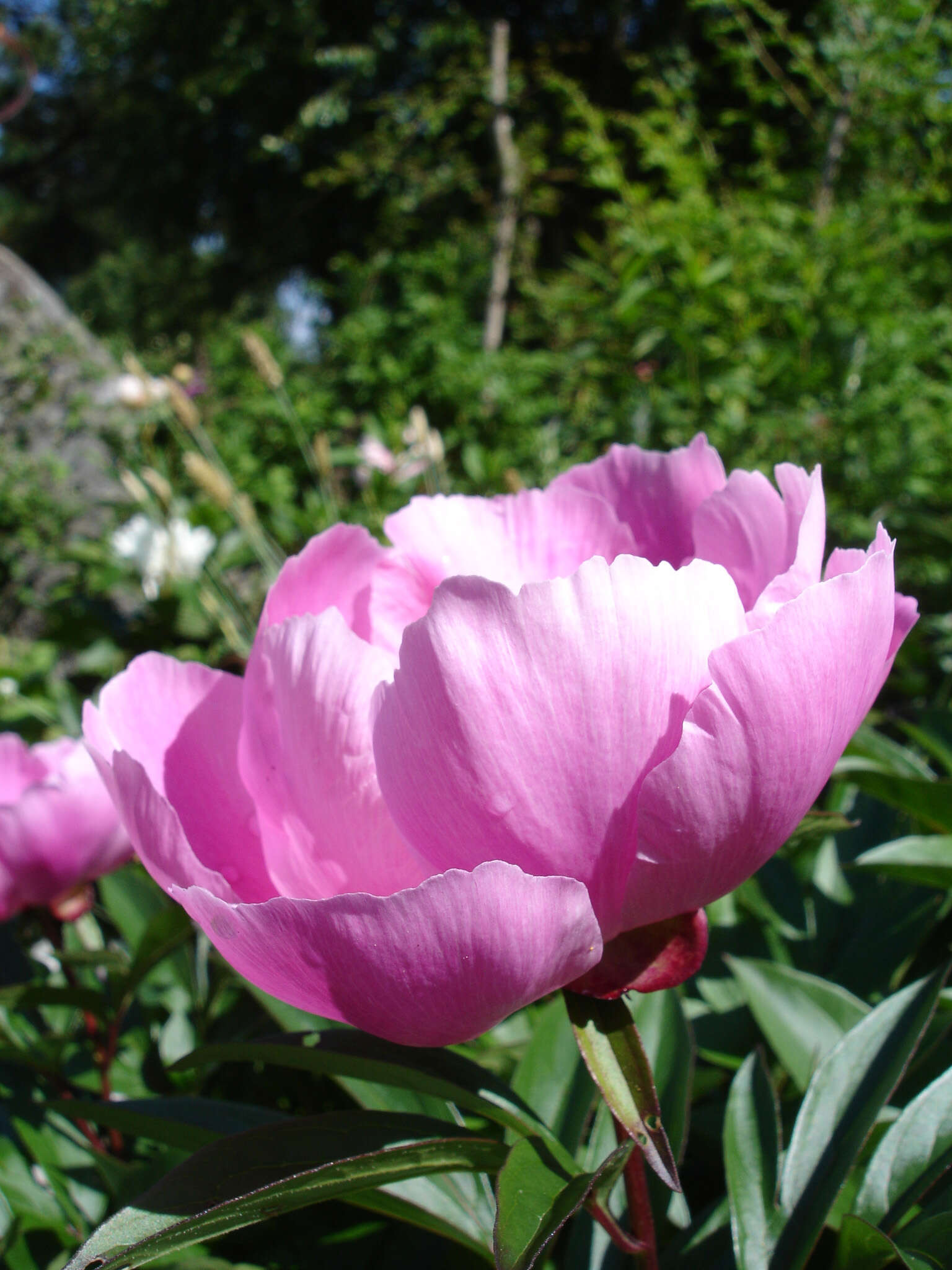 Plancia ëd Paeonia lactiflora Pall.