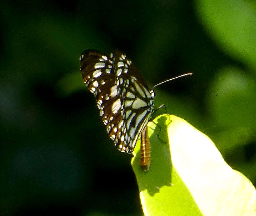 Image de Danaus (Anosia) melanippus subsp. edmondii Bougaunville 1837