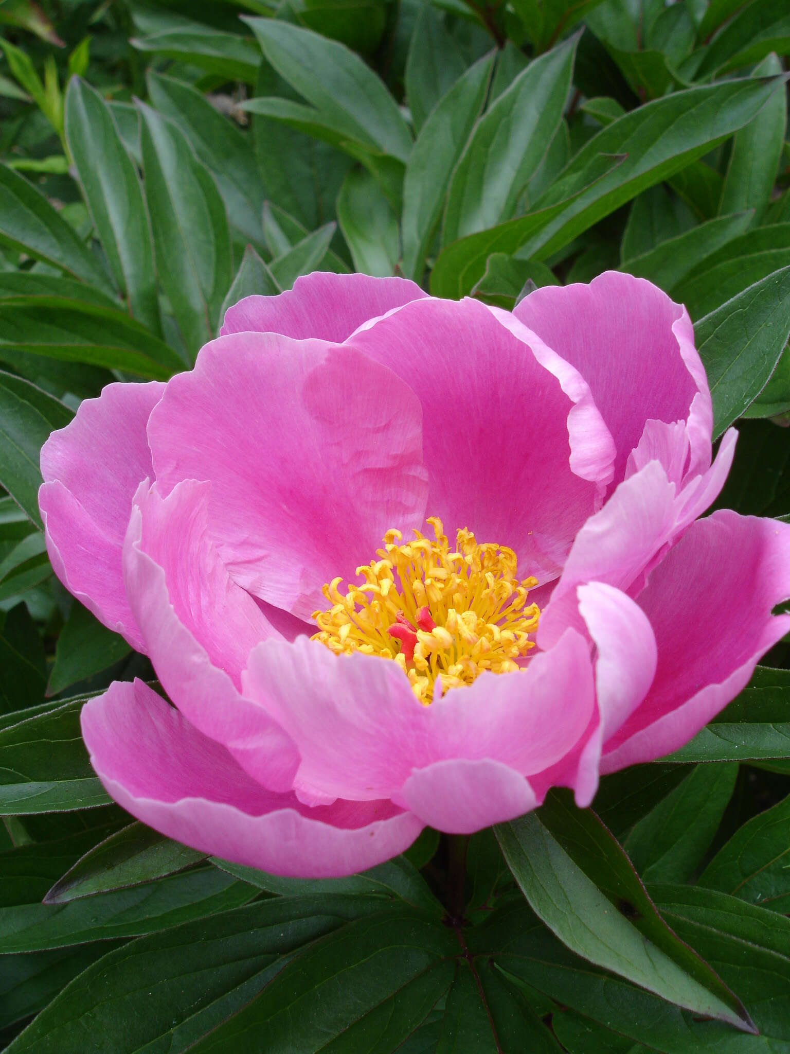 Plancia ëd Paeonia lactiflora Pall.