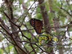 Image of Danaus (Anosia) eresimus subsp. montezuma Talbot 1943