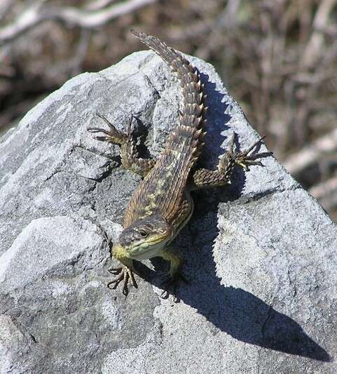 Image of Cape Girdled Lizard