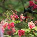 Image of Antillean Crested Hummingbird