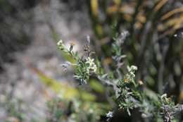 Image of slimleaf heliotrope