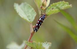 Sivun Cydosia nobilitella Cramer 1779 kuva