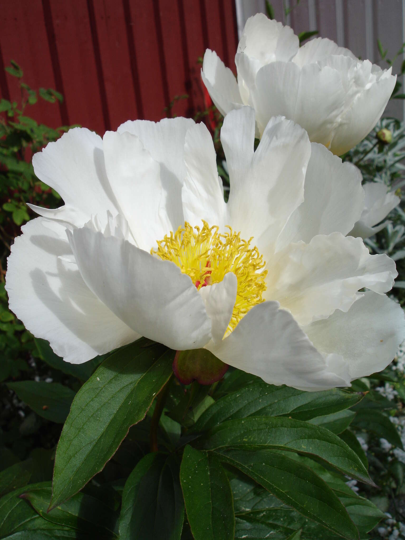 Plancia ëd Paeonia lactiflora Pall.