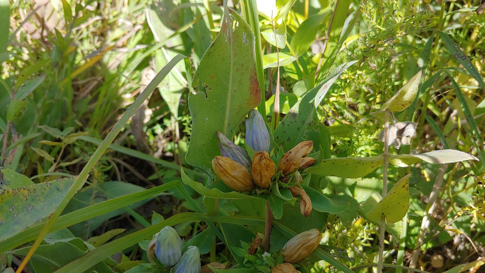 Image of gentian