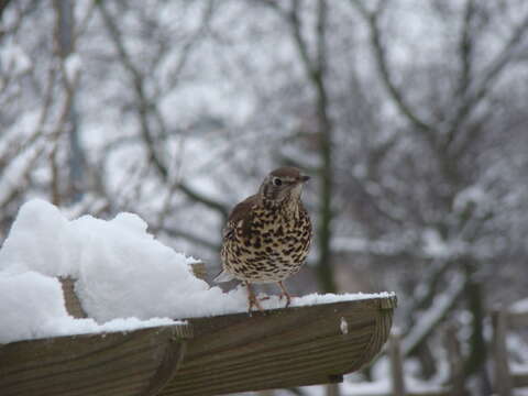 Image of Song Thrush