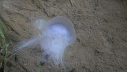 Image of Blue Jellyfish