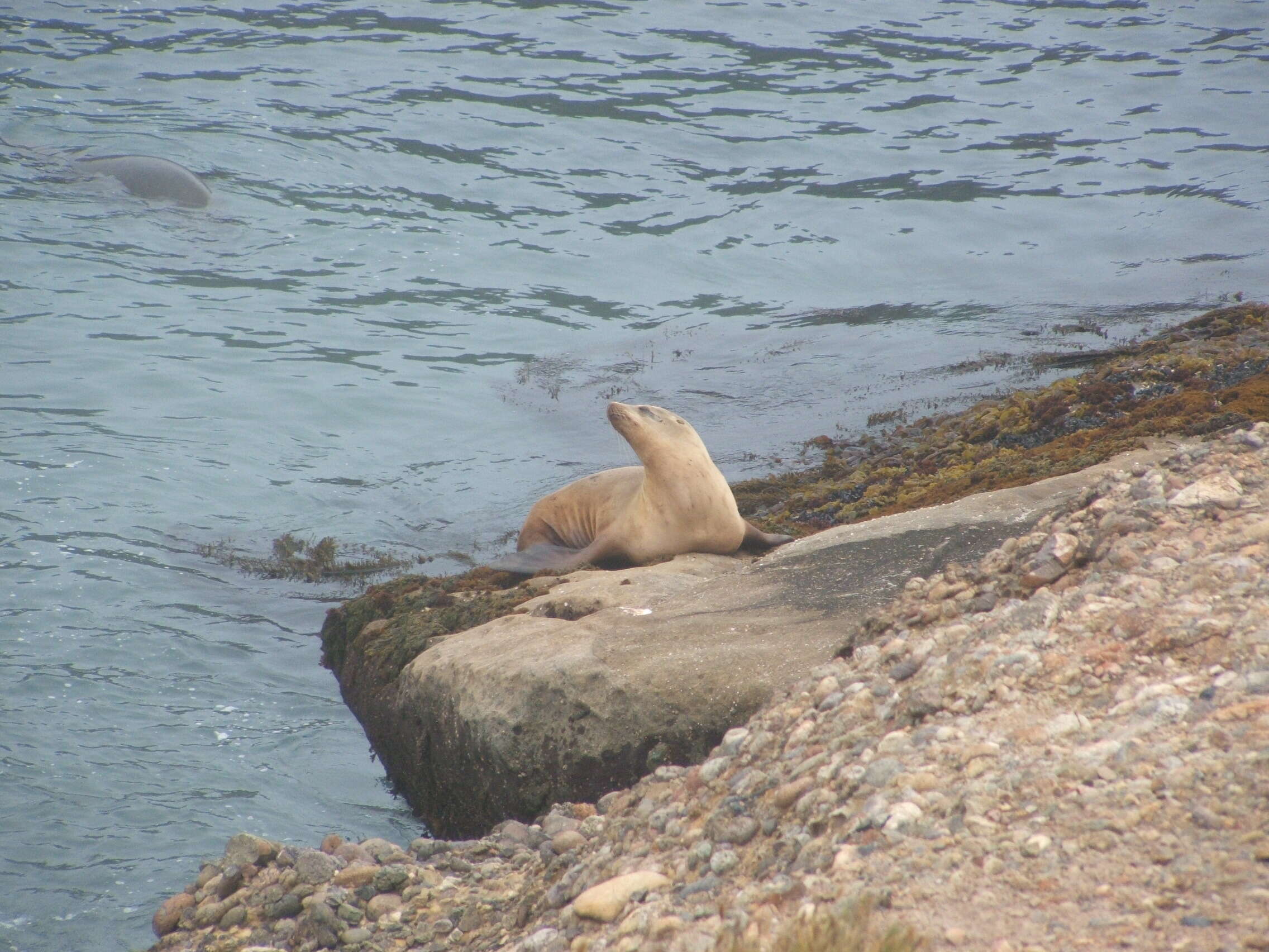 Image of Sea Lion