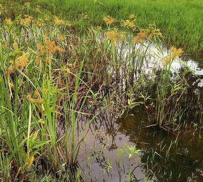 Imagem de Cyperus digitatus subsp. auricomus (Sieber ex Spreng.) Kük.