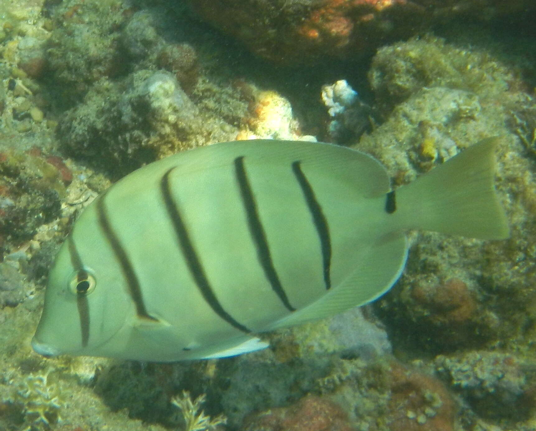 Image of Convict Surgeonfish