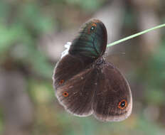 Image of Callerebia hybrida Butler 1880