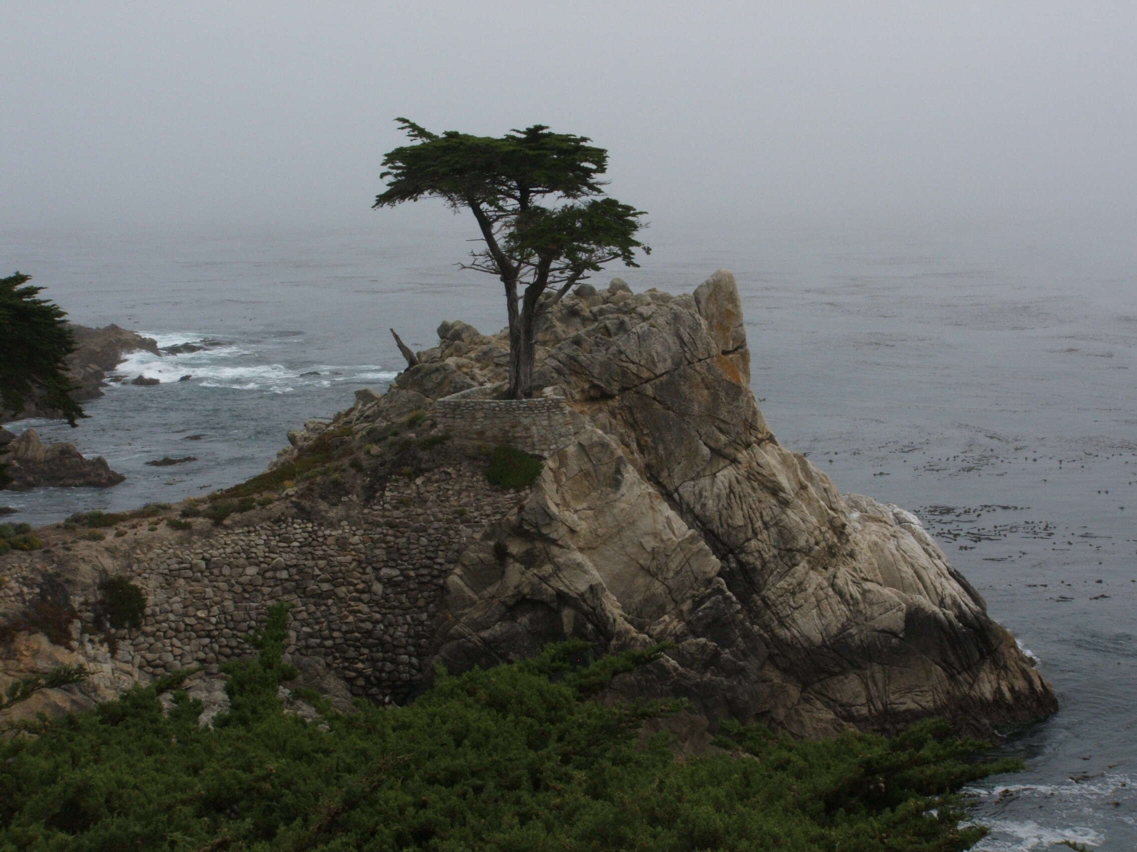 Image of Monterey cypress