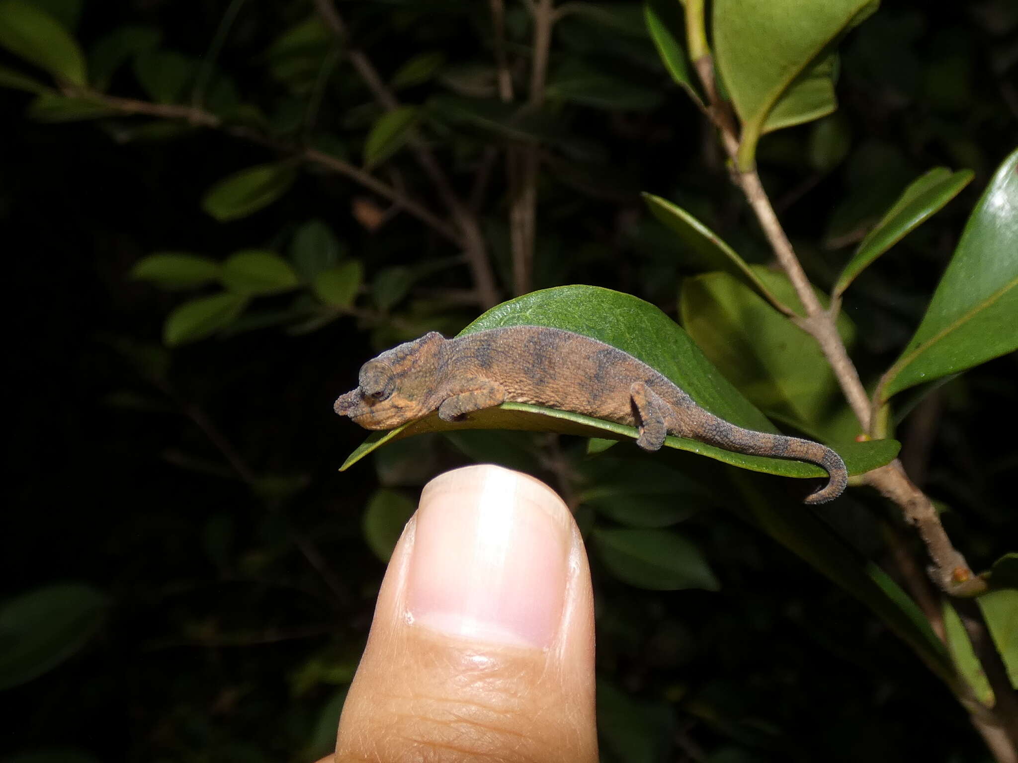 Image of Big-nosed chameleon