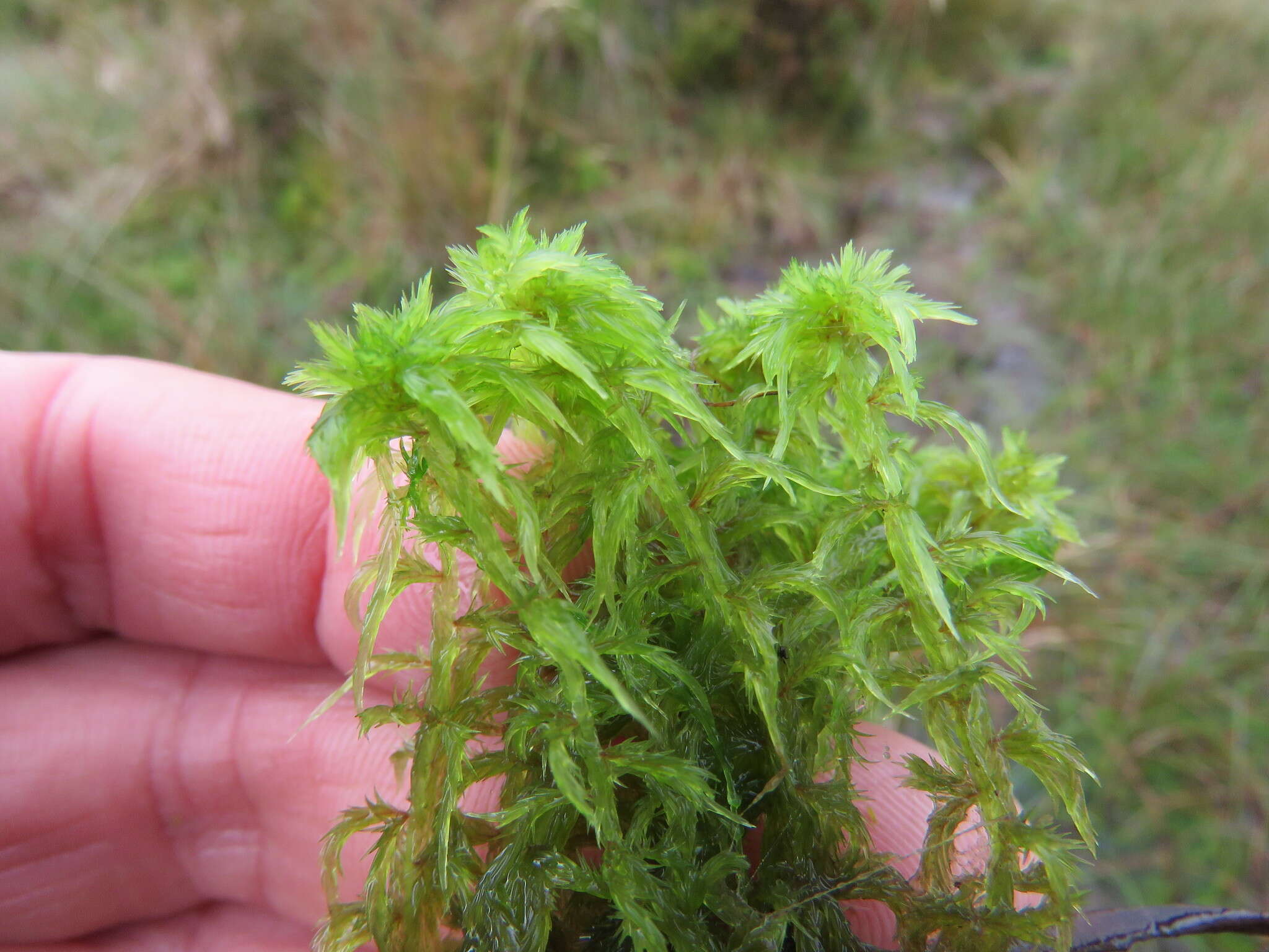 Image of toothed sphagnum