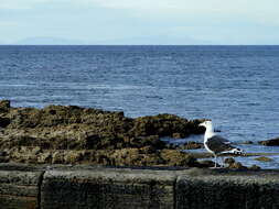 Image of Great Black-backed Gull