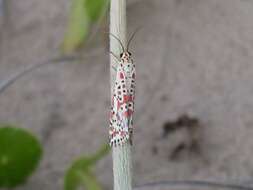 Image of Utetheisa pulchelloides Hampson 1907