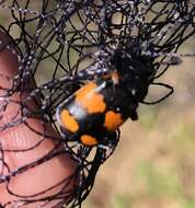 Image of Nicrophorus (Nicrophorus) hebes (Kirby 1837)