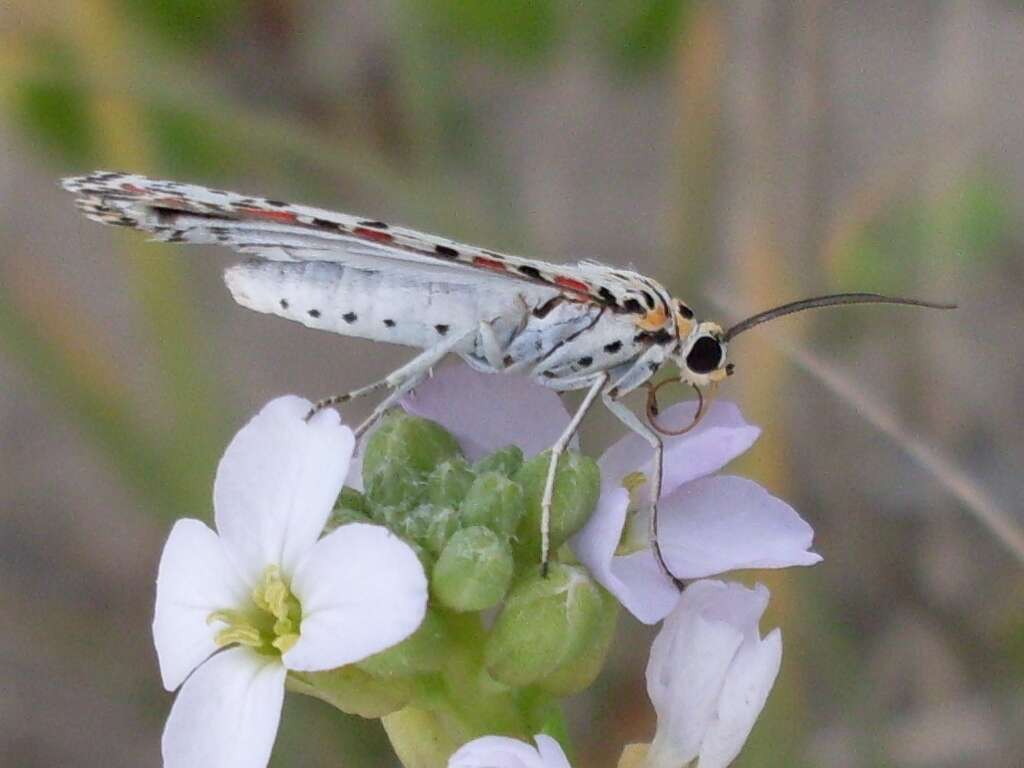 Image of Utetheisa pulchelloides Hampson 1907