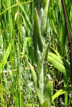 Image of Sheep'S-Ears