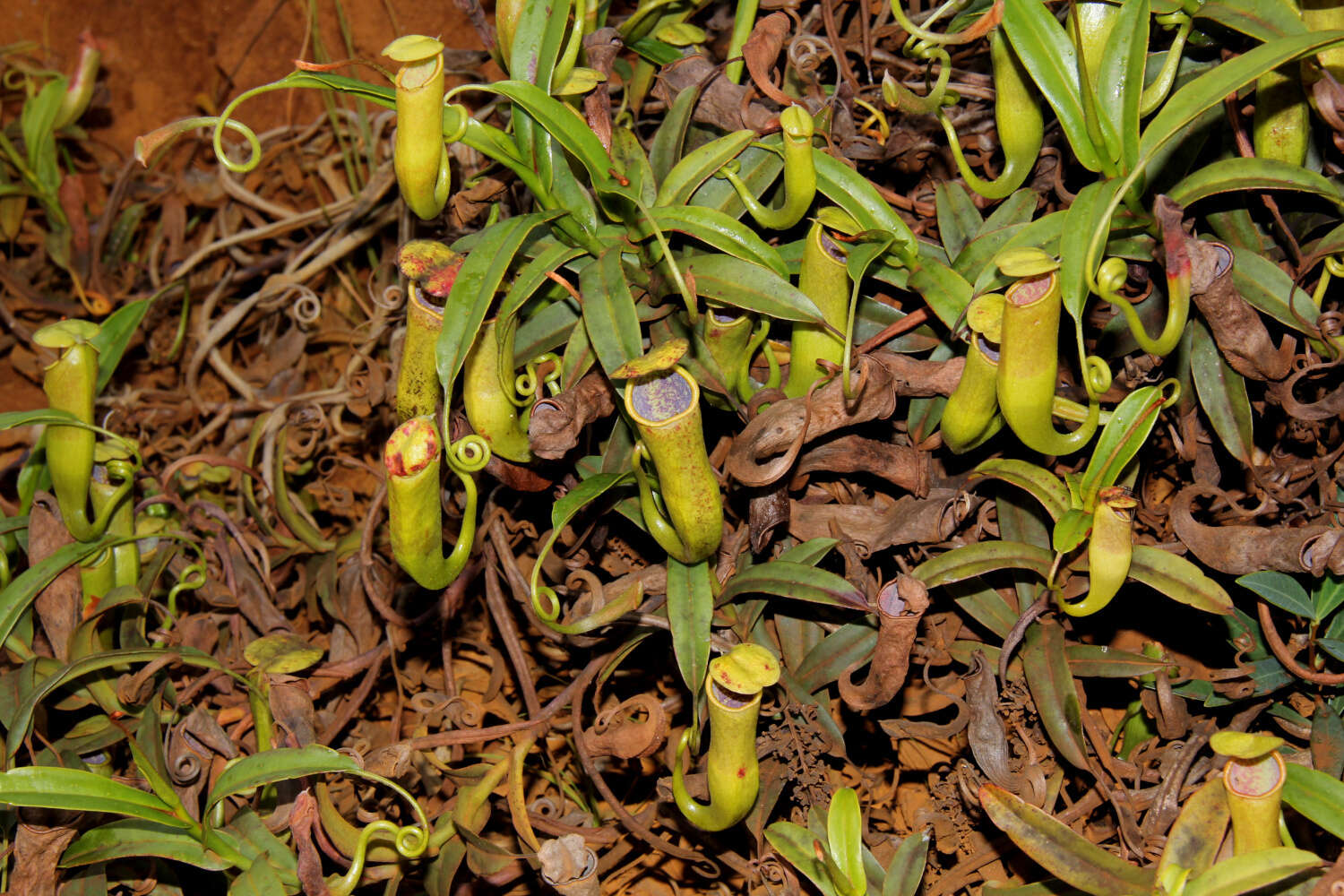 Image of Nepenthes vieillardii Hook. fil.