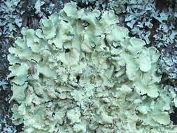 Image of Common greenshield lichen