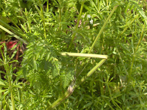 Imagem de Anthriscus sylvestris (L.) Hoffm.