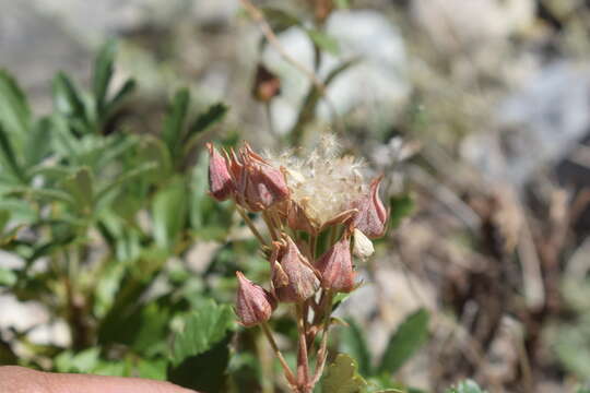 Image of Comarum salesovianum (Stephan) Asch. & Graebn.