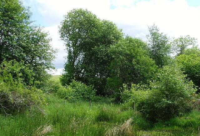 Image of Bird Cherry