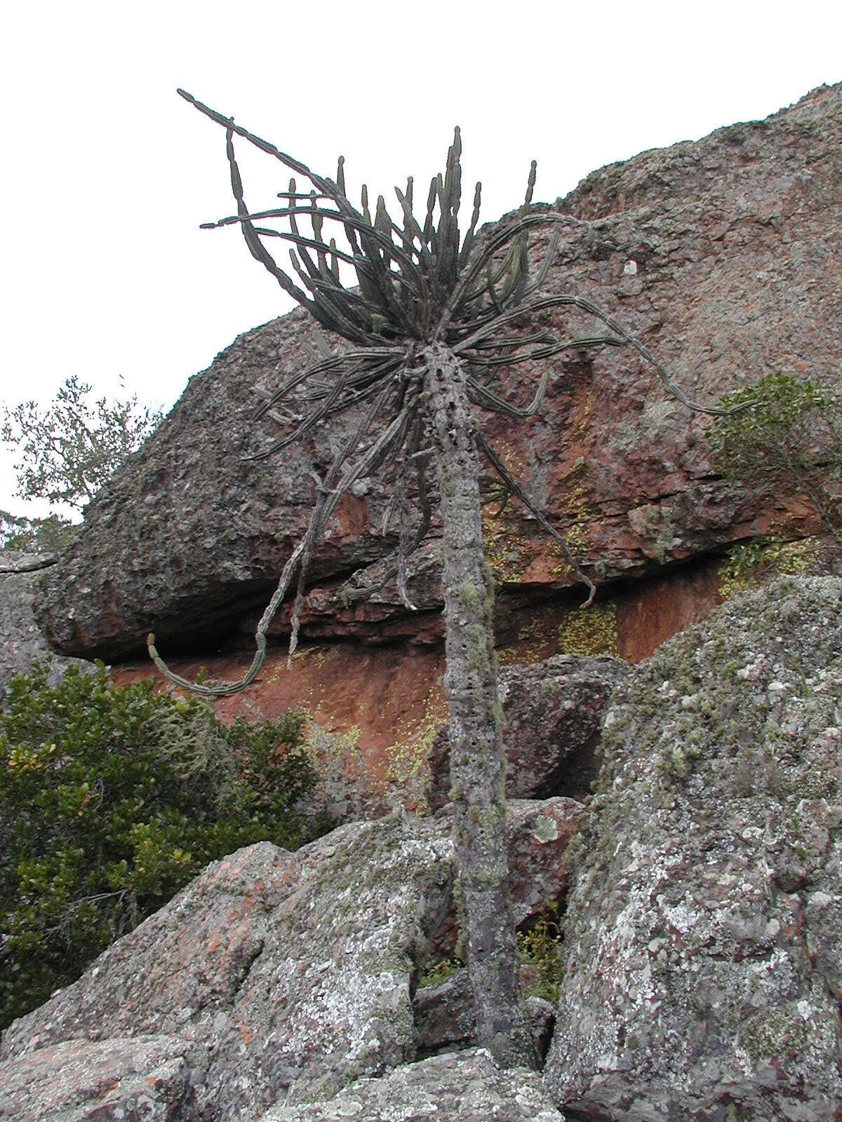 Euphorbia zoutpansbergensis R. A. Dyer resmi