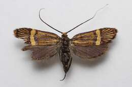 Imagem de Nemophora bellella Walker 1863