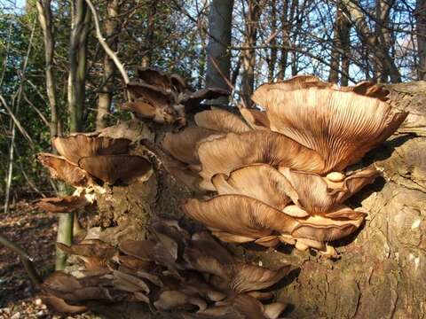 Image of Branched Oyster Mushroom