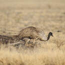 Image of Emu