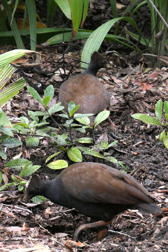 Image of Orange-footed Scrubfowl