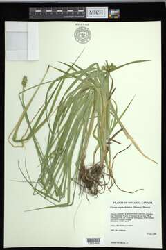 Image of Thin-Leaf Sedge