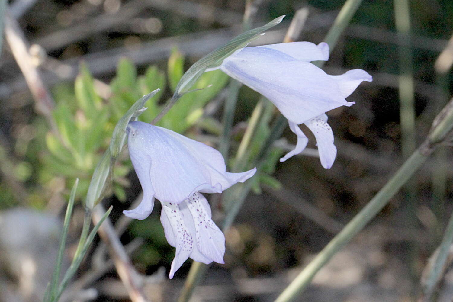 Imagem de Gladiolus gracilis Jacq.