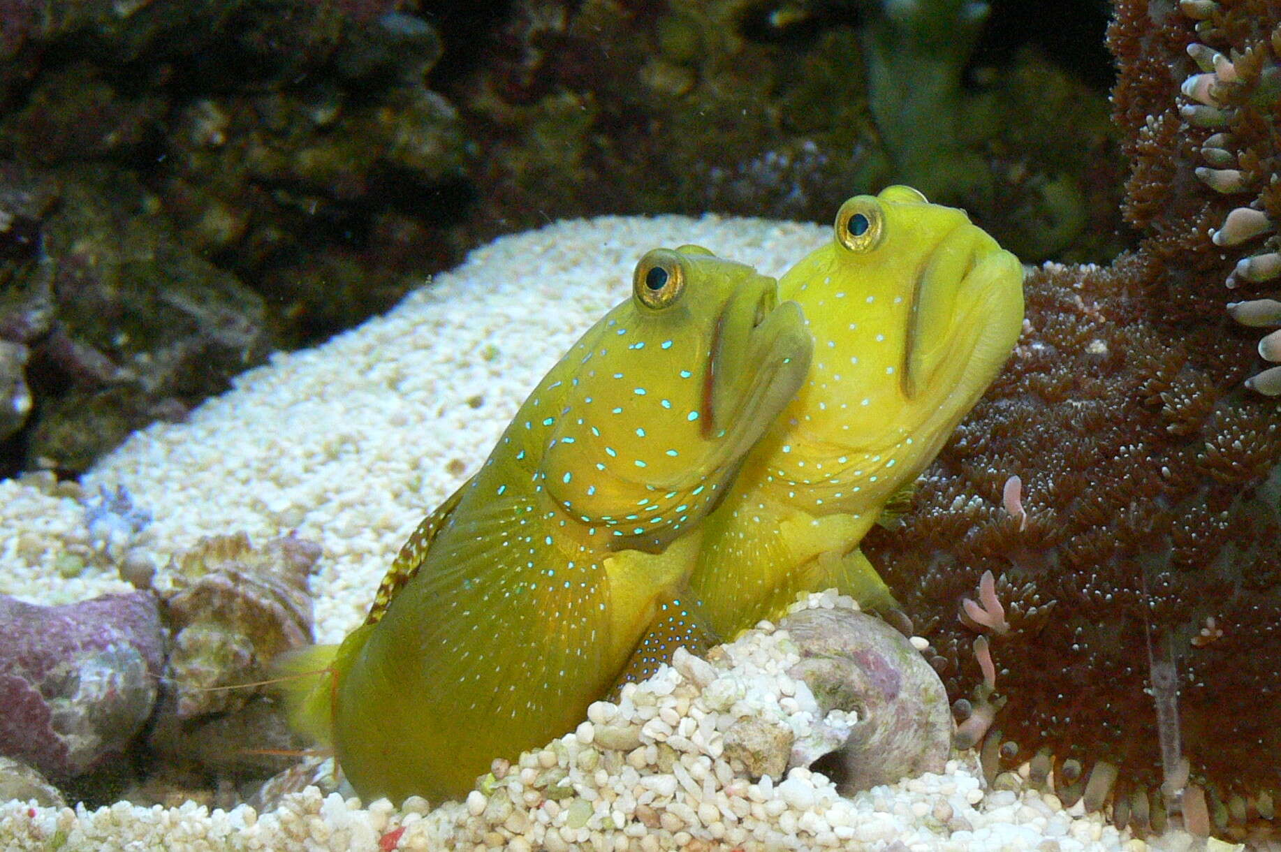 Image of Yellow prawn-goby