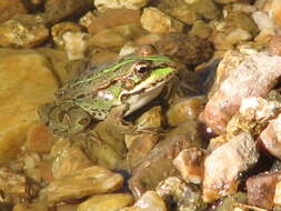 Image of Perez's Frog