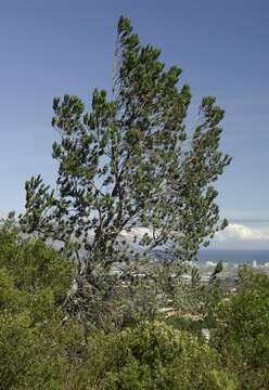 Imagem de Leucadendron argenteum (L.) R. Br.