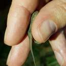 Image of Oriental Leaf-toed Gecko