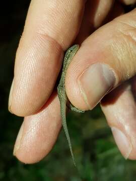 Image of Oriental Leaf-toed Gecko