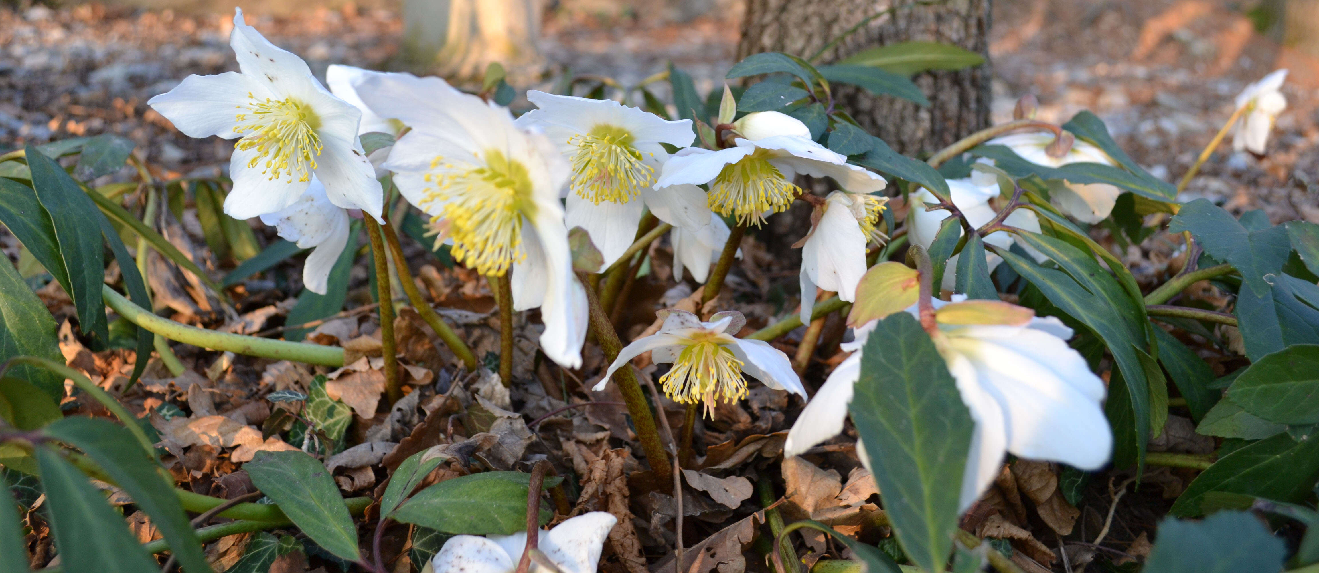 Image of black hellebore