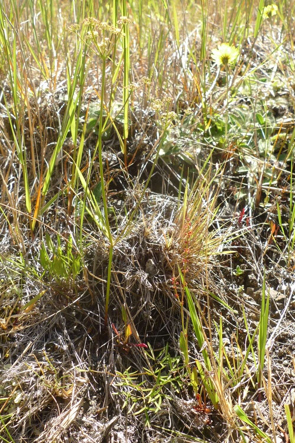 Image of Anisotome filifolia (Hook. fil.) Cockayne & Laing