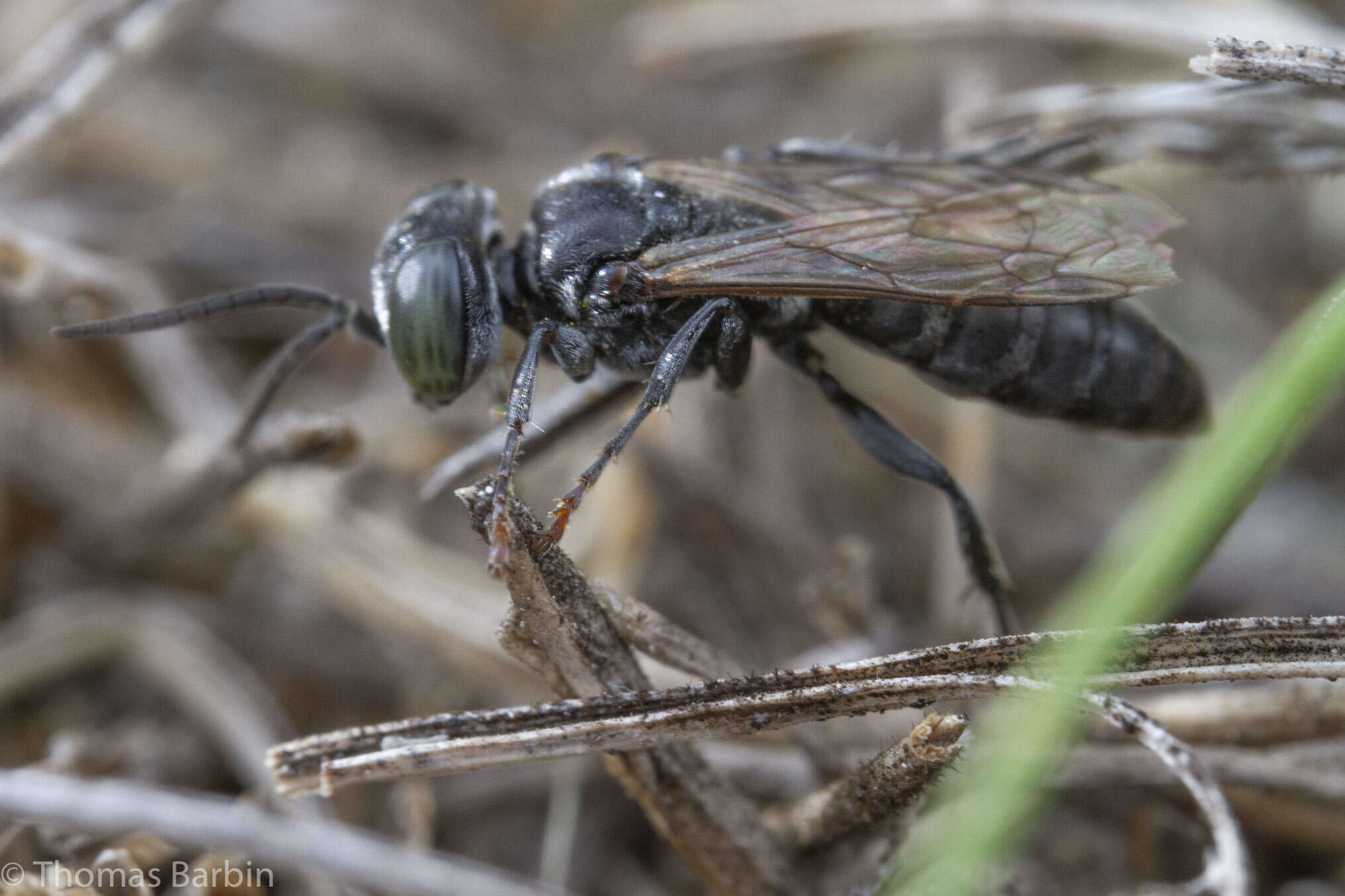 Image of Tachysphex terminatus (F. Smith 1856)