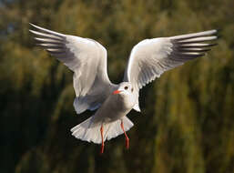 Image of Black-headed Gull