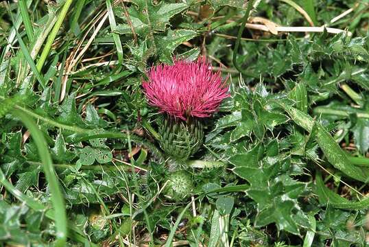 Image of dwarf thistle