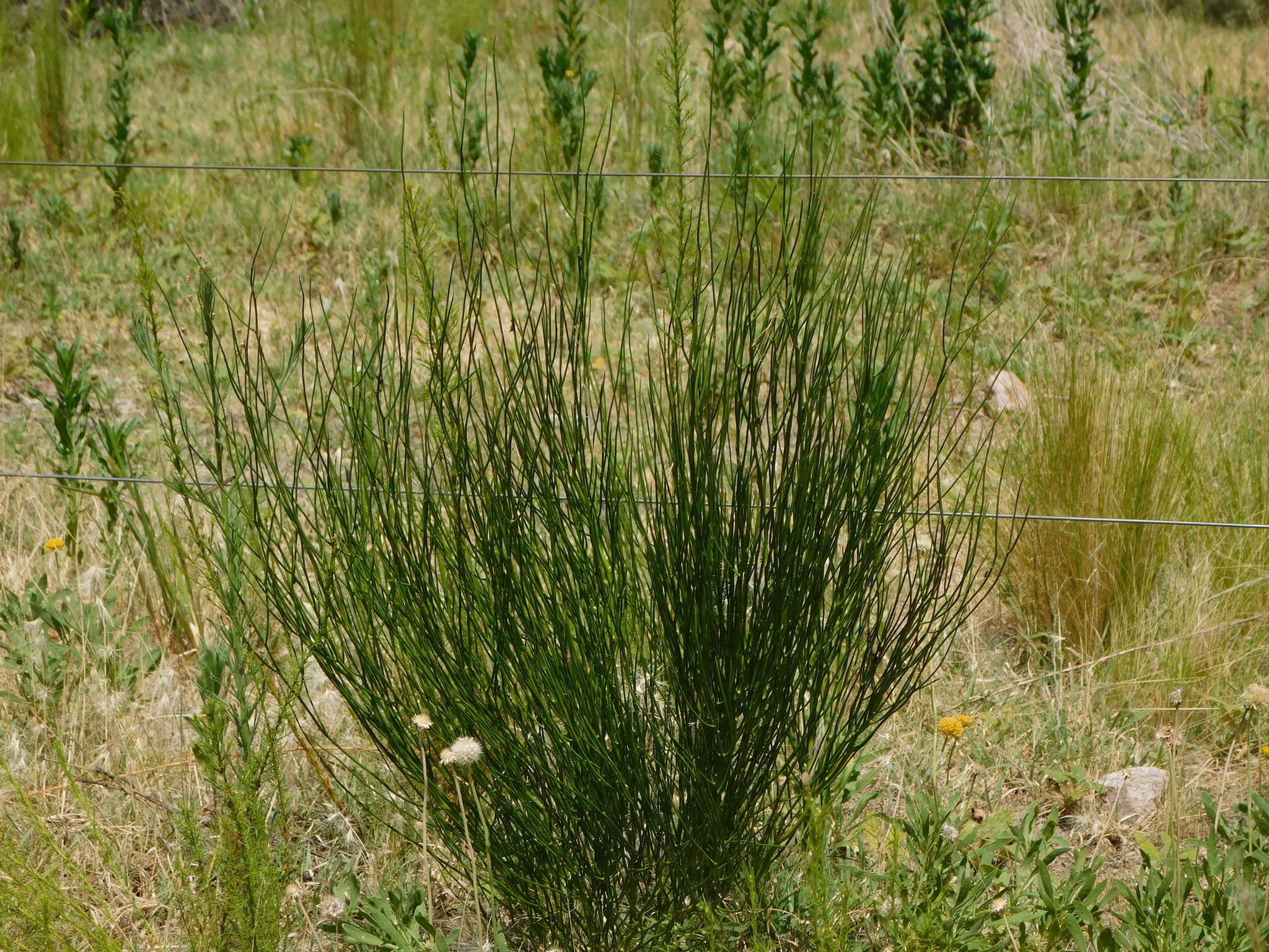 Senna pachyrrhiza var. pendula resmi