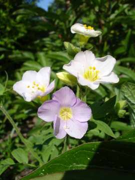 Image of royal Jacob's-ladder