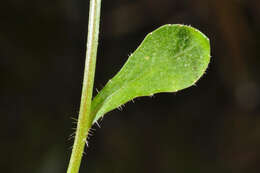 Image of Wahlenbergia rupestris G. Simpson