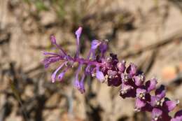 Image of Lachenalia elegans W. F. Barker